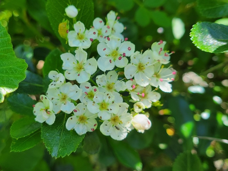 Cockspur Hawthorn photo 8