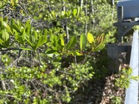 Waterloving Hawthorn