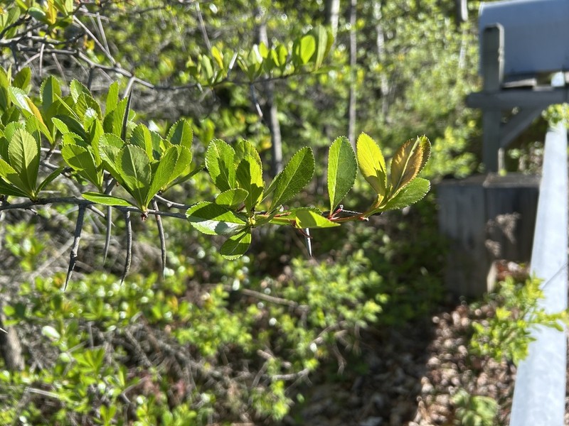 Waterloving Hawthorn