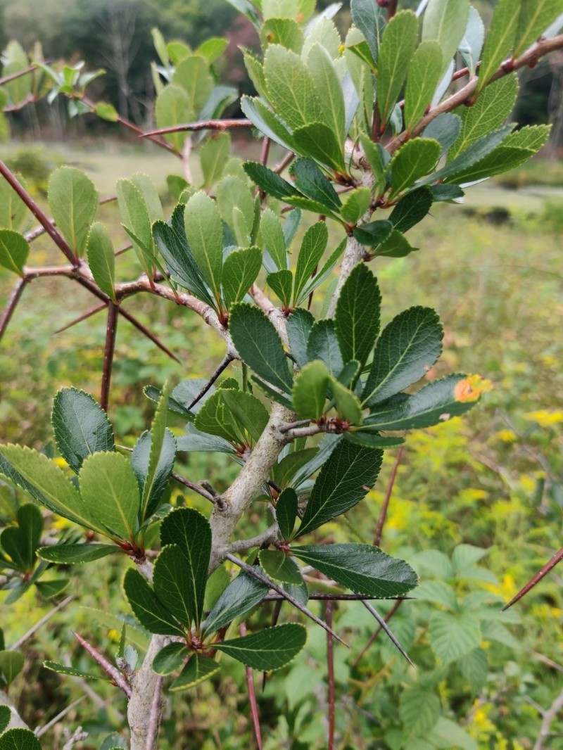 Waterloving Hawthorn photo 6