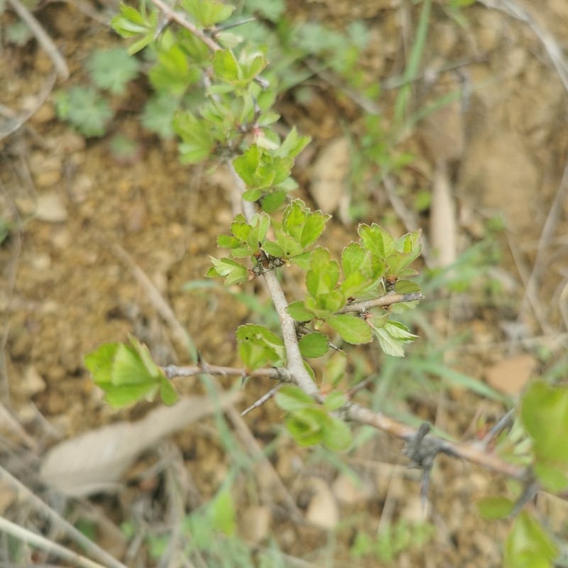 Chinese Hawthorn photo 3