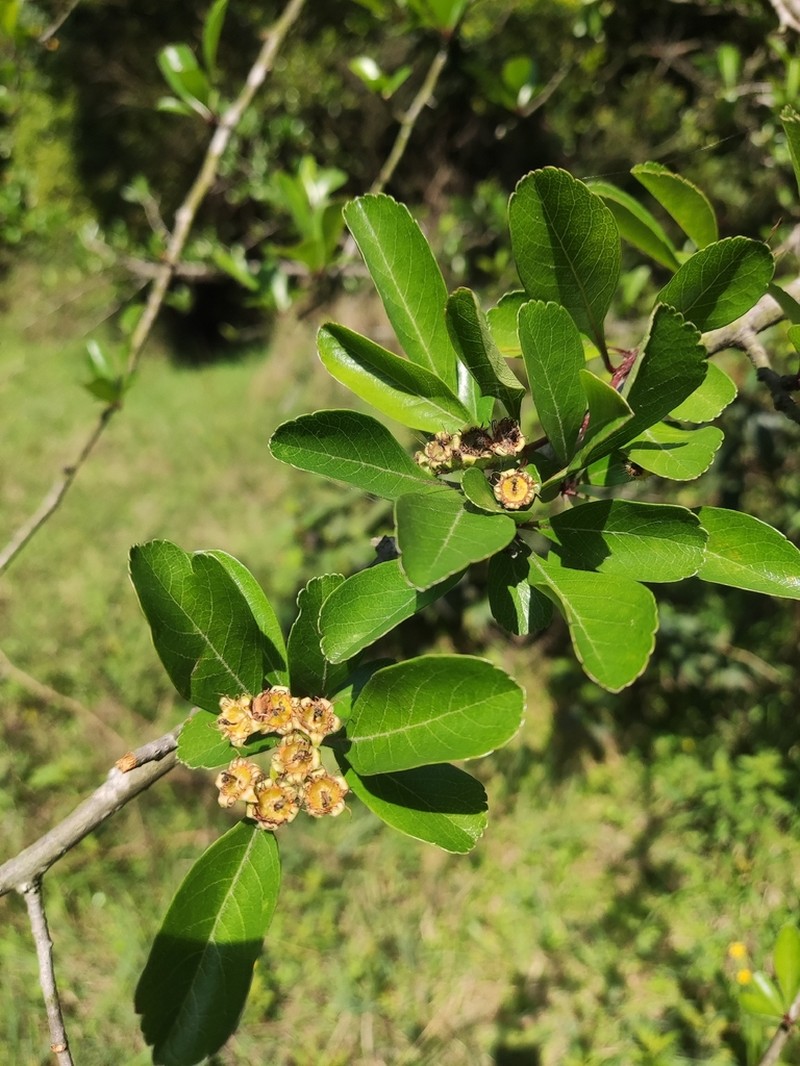Chinese Hawthorn photo 4