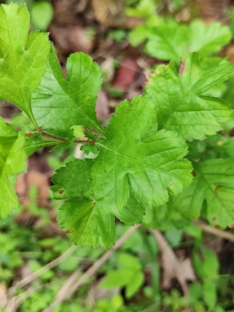Chinese Hawthorn photo 5