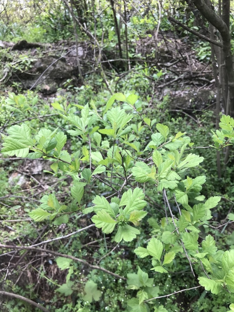 Chinese Hawthorn photo 6
