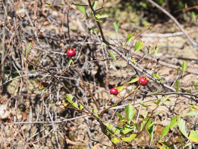 Chinese Hawthorn photo 7