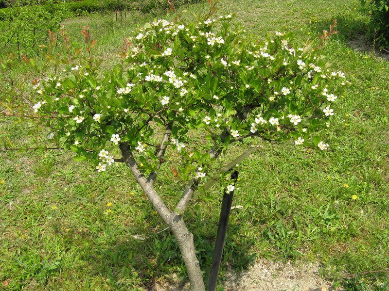 Chinese Hawthorn photo 2