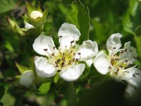 Chinese Hawthorn