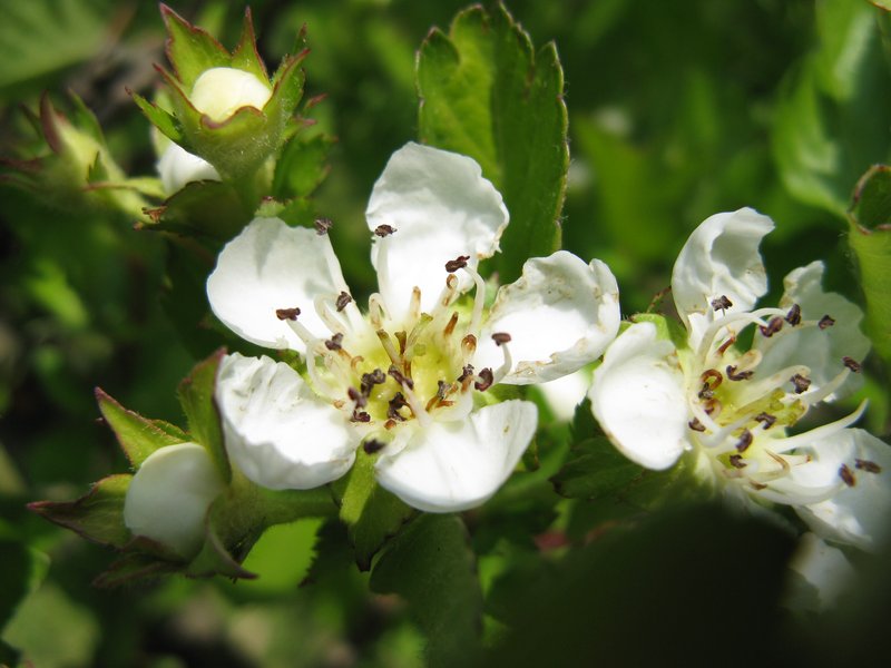 Chinese Hawthorn