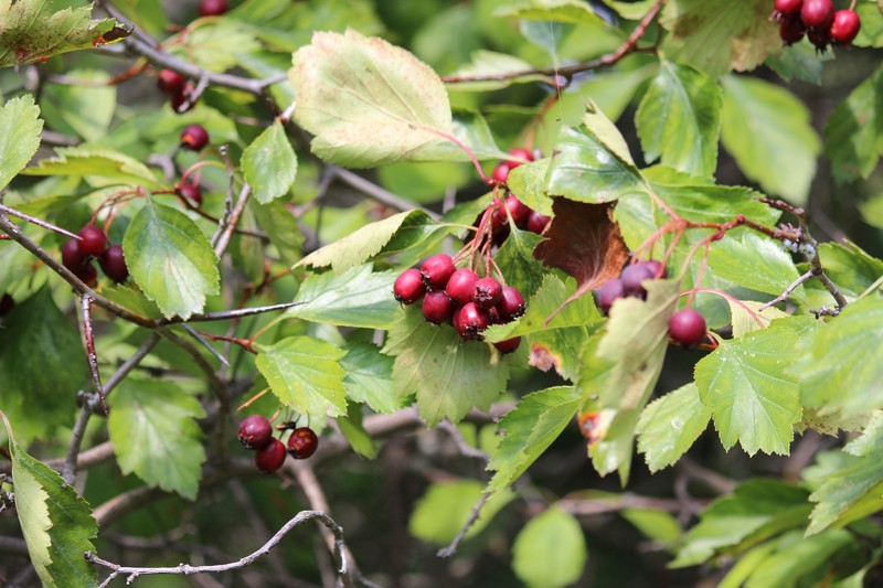 Crataegus cupressocollina photo 2
