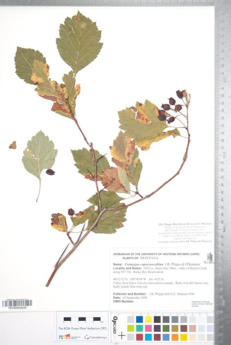 Crataegus cupressocollina photo 3