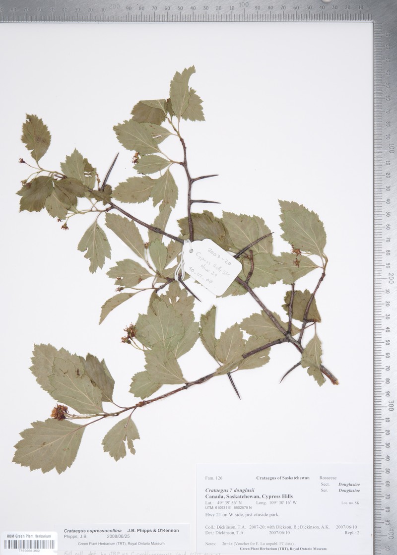 Crataegus cupressocollina photo 4