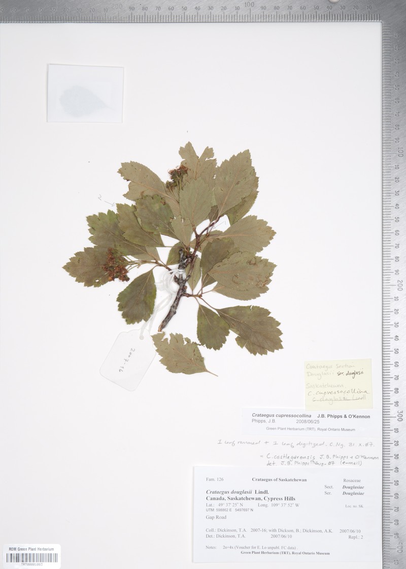 Crataegus cupressocollina photo 5