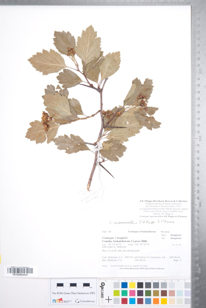 Crataegus cupressocollina photo 6