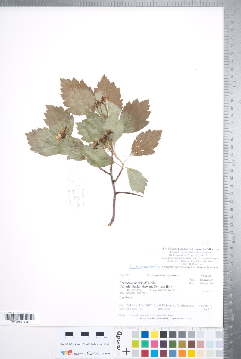 Crataegus cupressocollina photo 8