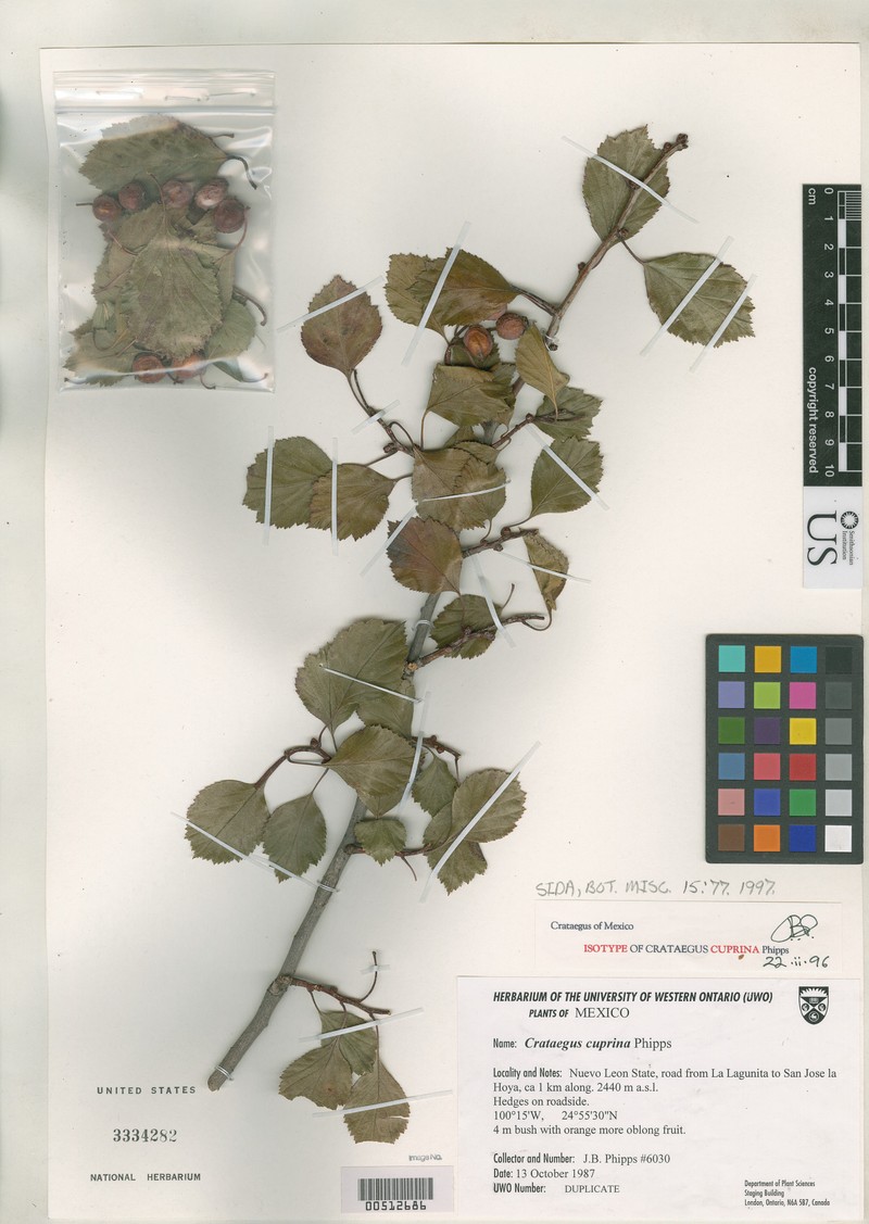 Crataegus cuprina