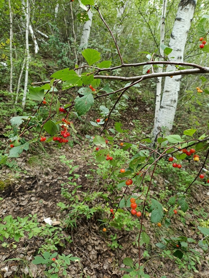 Crataegus dahurica photo 2