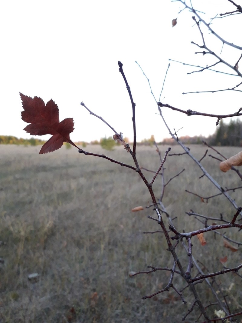 Crataegus dahurica photo 3