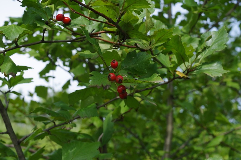 Crataegus dahurica photo 4
