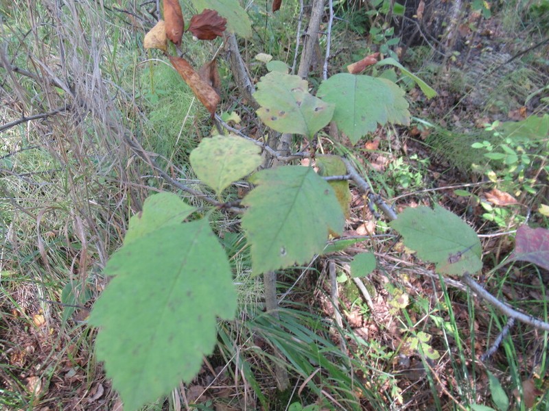 Crataegus dahurica photo 5