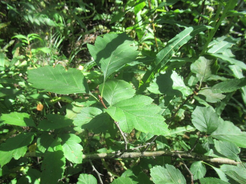 Crataegus dahurica photo 6