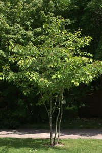 Crataegus dahurica