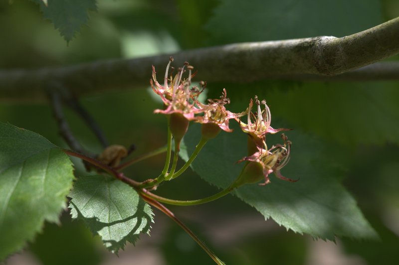 Crataegus dahurica