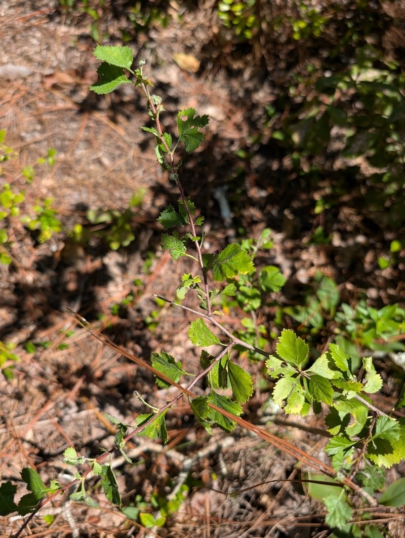 Aiken Hawthorn photo 2
