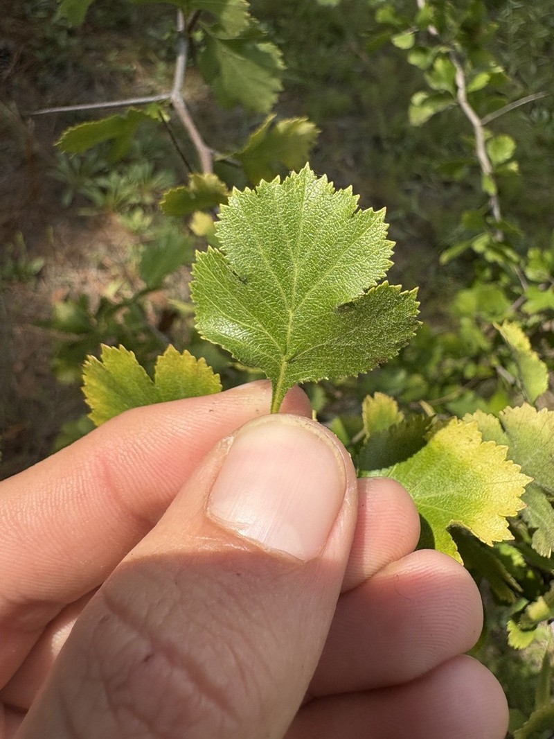 Aiken Hawthorn photo 3
