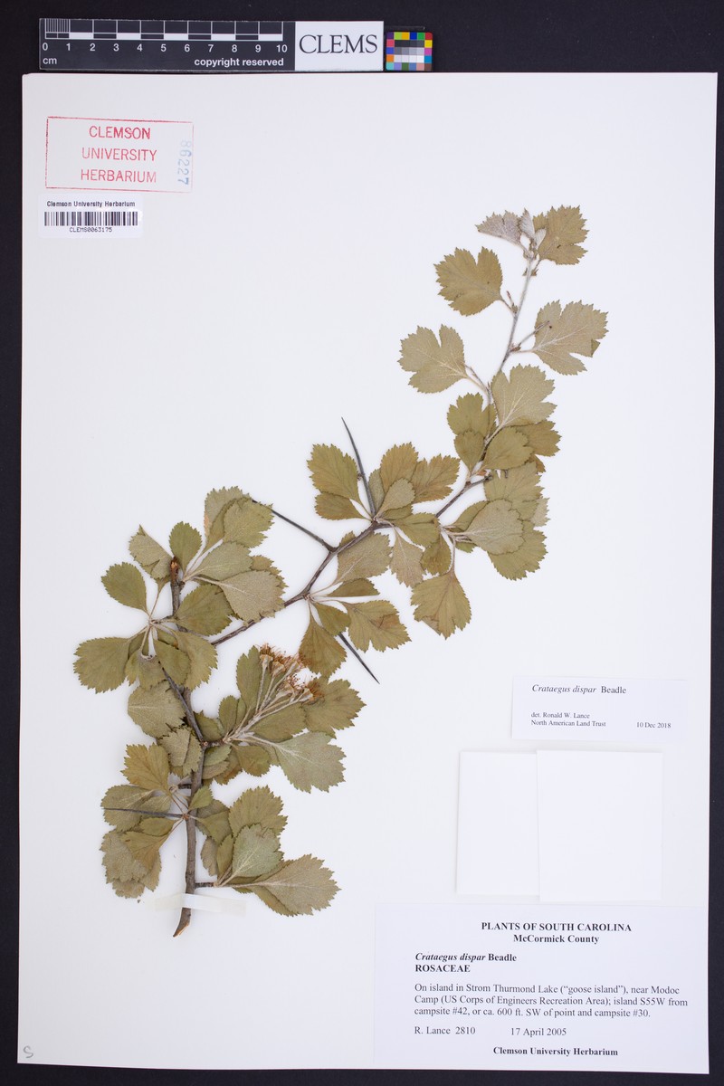 Aiken Hawthorn photo 7