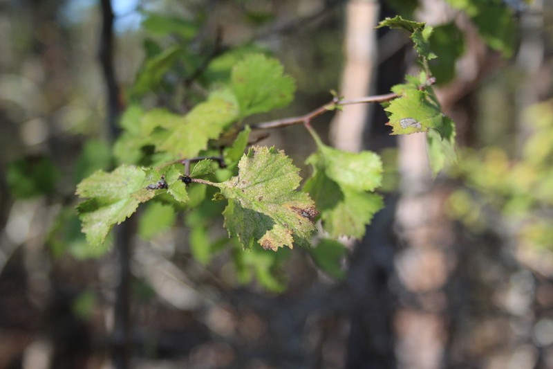 Aiken Hawthorn