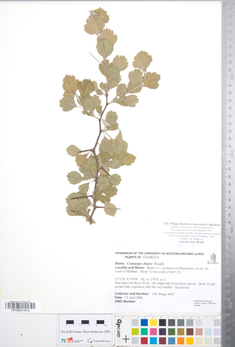 Aiken Hawthorn photo 3