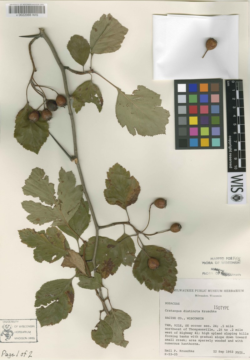 Distinct Hawthorn