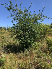Black Hawthorn