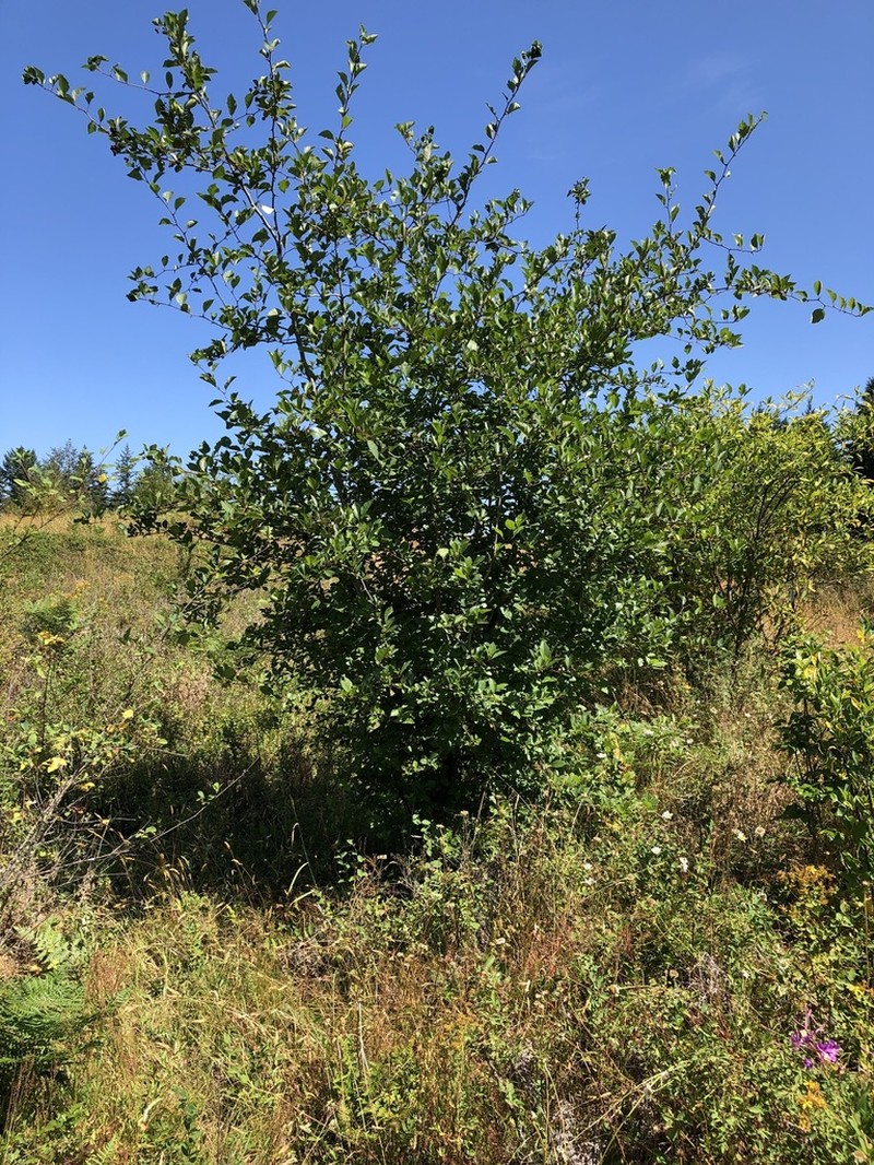 Black Hawthorn
