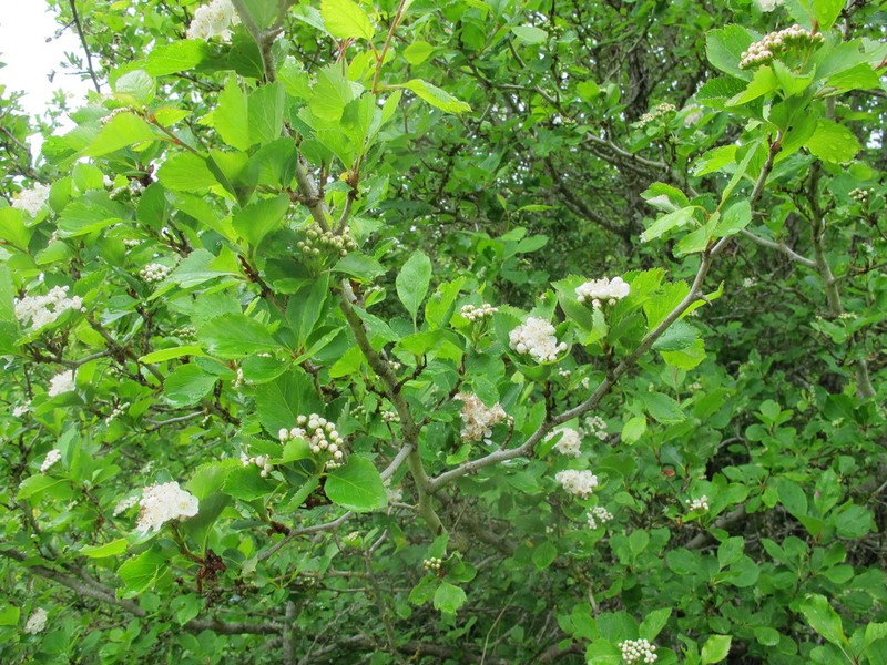 Black Hawthorn photo 2