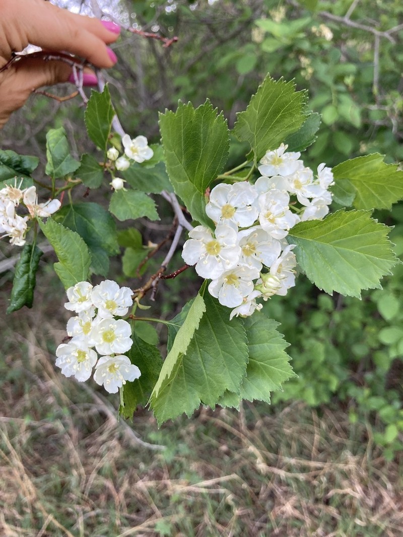 Black Hawthorn photo 3