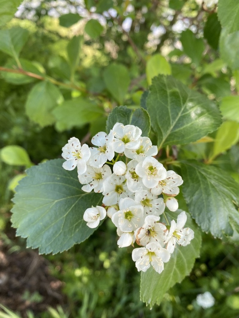 Black Hawthorn photo 4