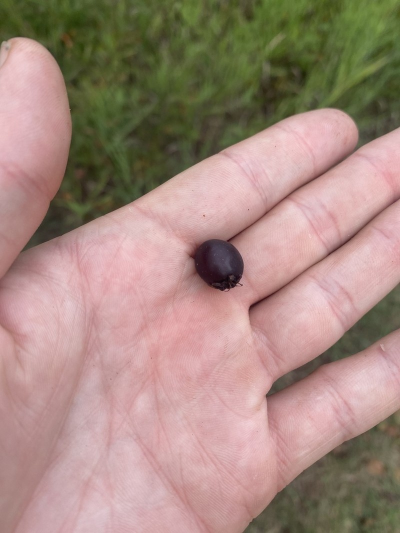 Black Hawthorn photo 5