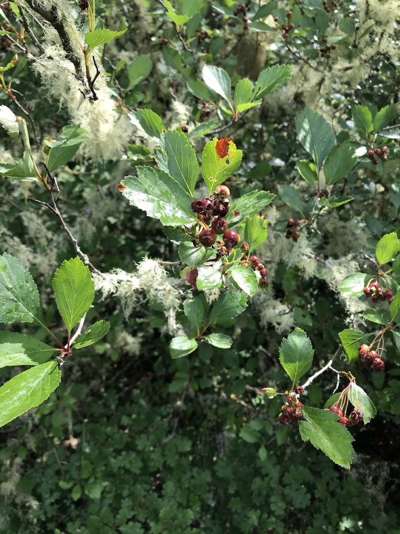 Black Hawthorn photo 6