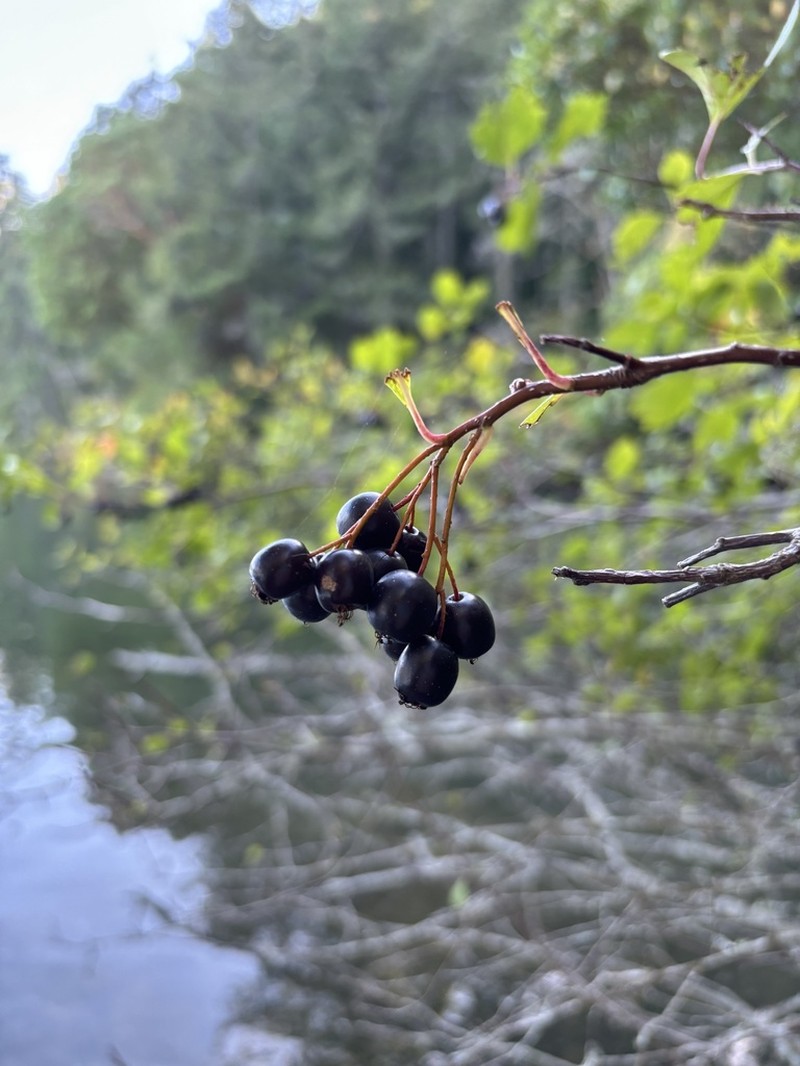 Black Hawthorn photo 7
