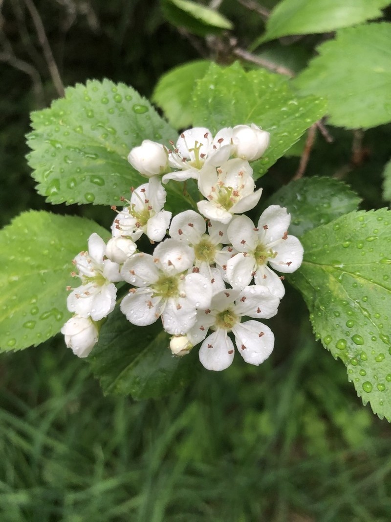 Black Hawthorn photo 8