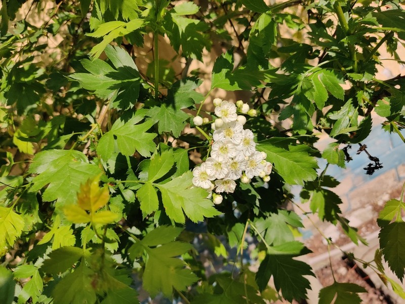 Crataegus dsungarica
