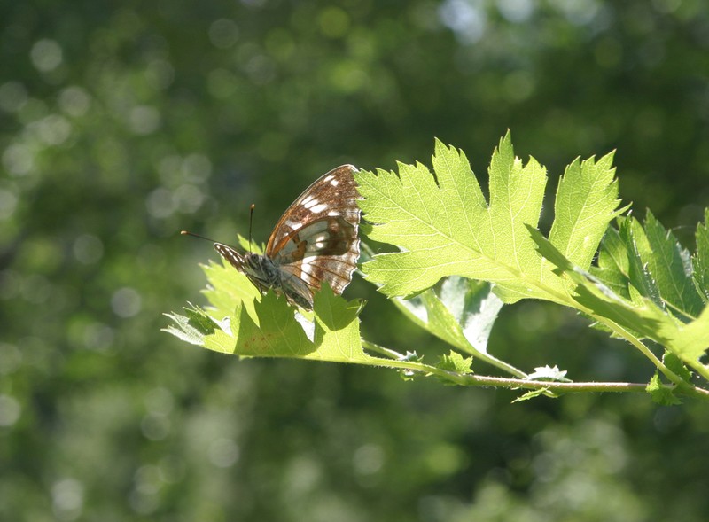 Crataegus dsungarica photo 2