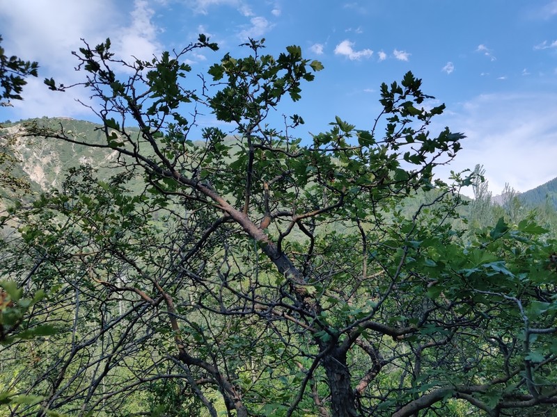 Crataegus dsungarica photo 3