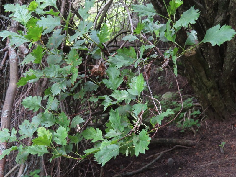 Crataegus dsungarica photo 4