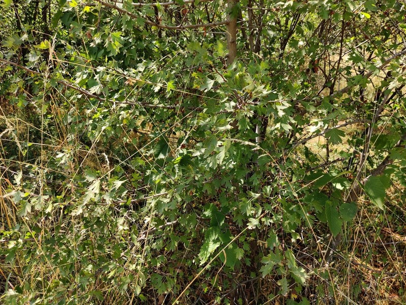 Crataegus dsungarica photo 5