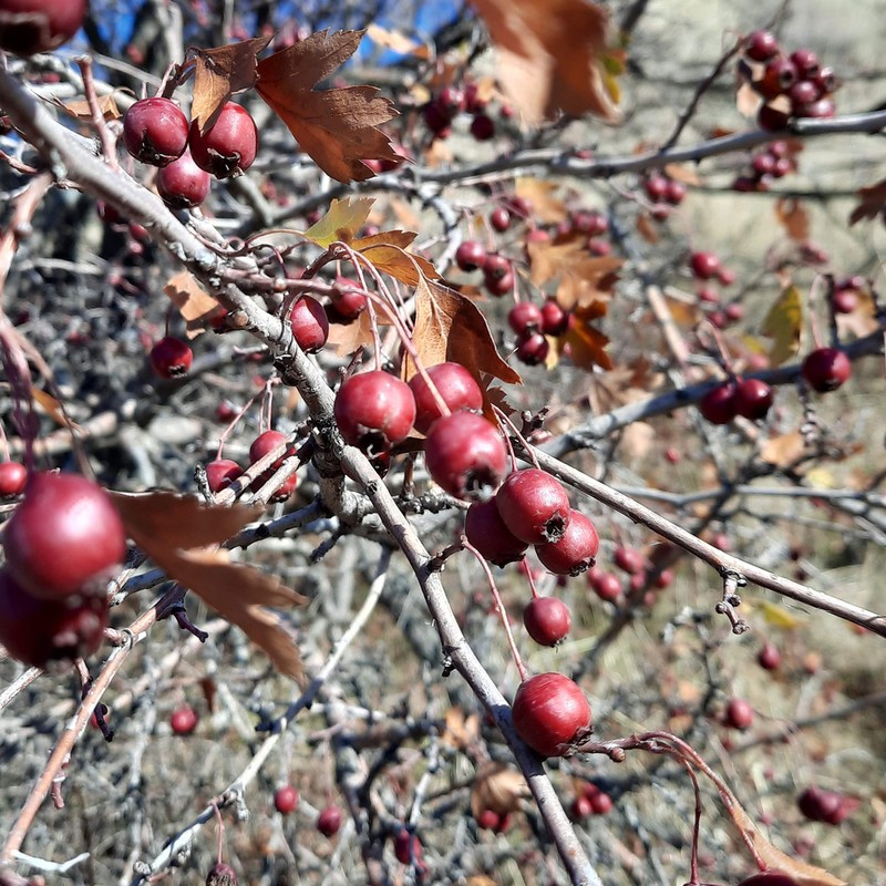 Crataegus dsungarica photo 6