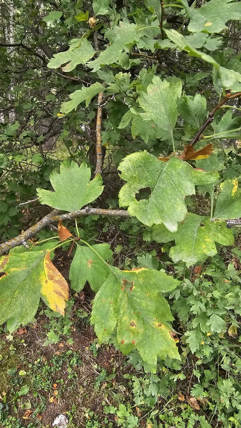 Crataegus dsungarica photo 7
