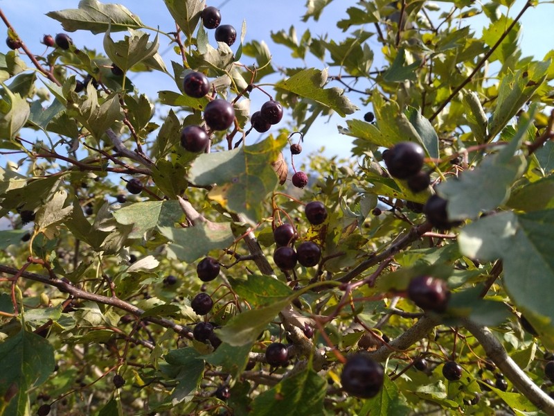 Crataegus dsungarica photo 8