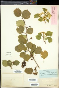 Crataegus egglestonii